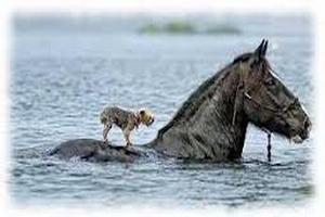 Анималотерапия