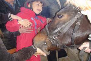 Лечение лошадьми