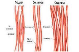 Мышечная ткань
