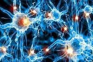 Нервные клетки
